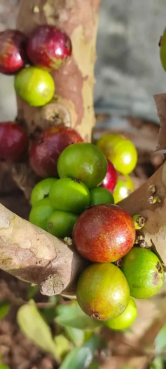 Jabuticaba com porte a partir de 1,30 cm