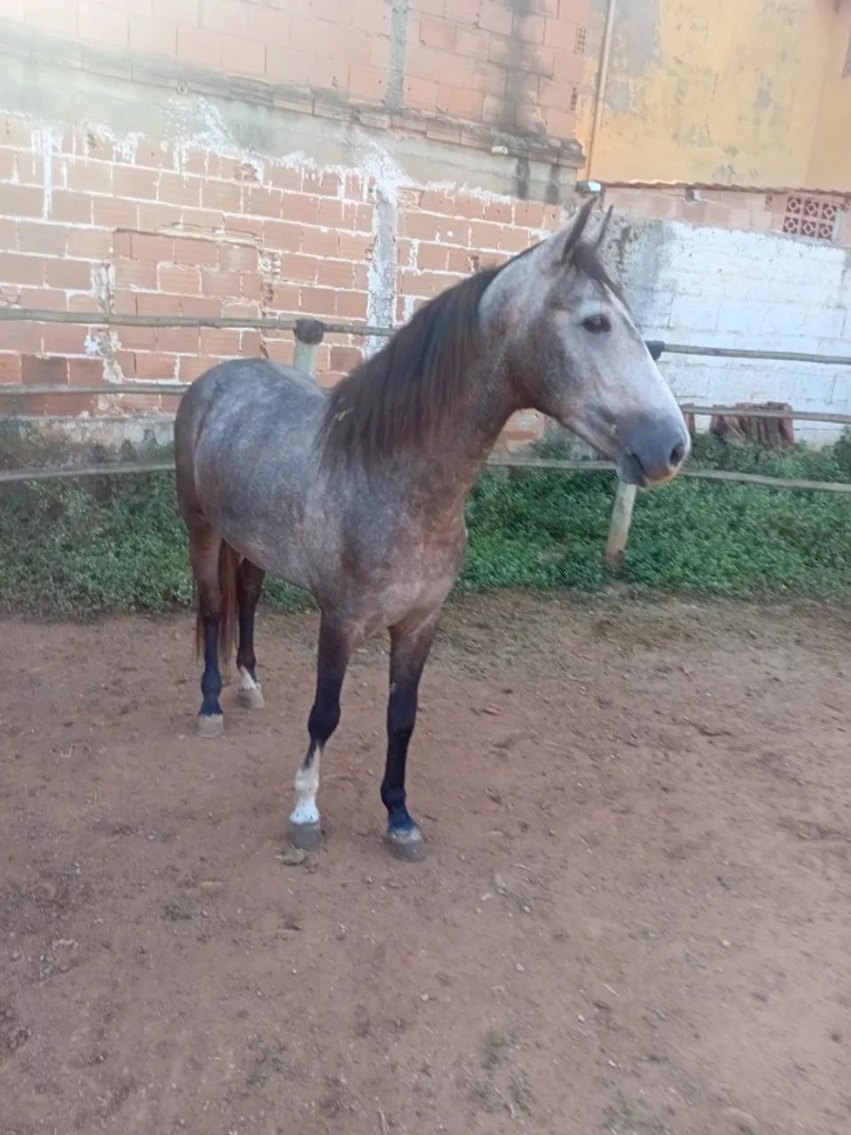 Potro manga larga  - Foto 5