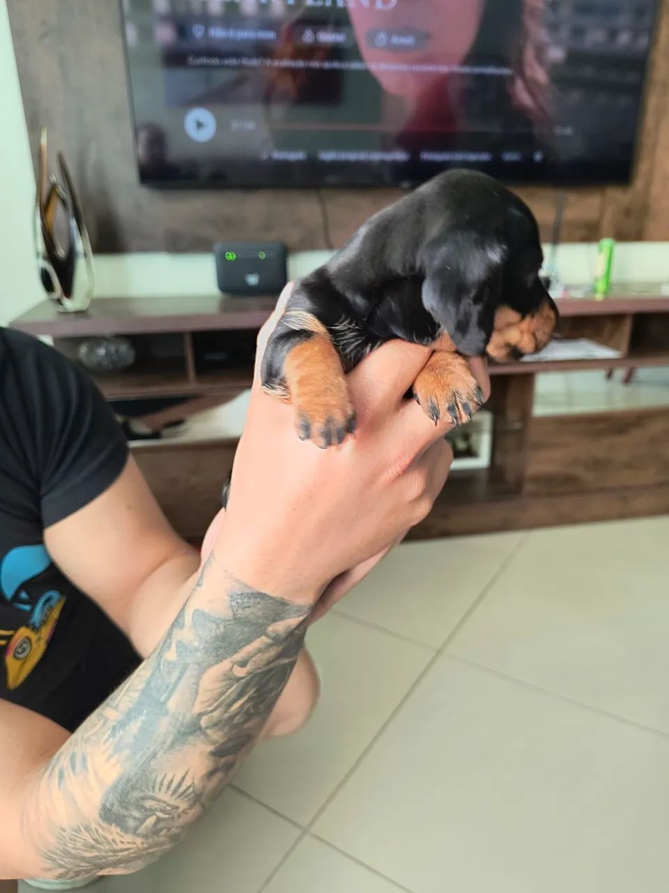 Filhote de SALSICHINHA Cachorros Boqueirão, Curitiba