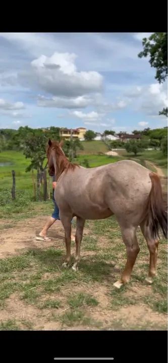 Potro Quarto de Milha - Foto 3