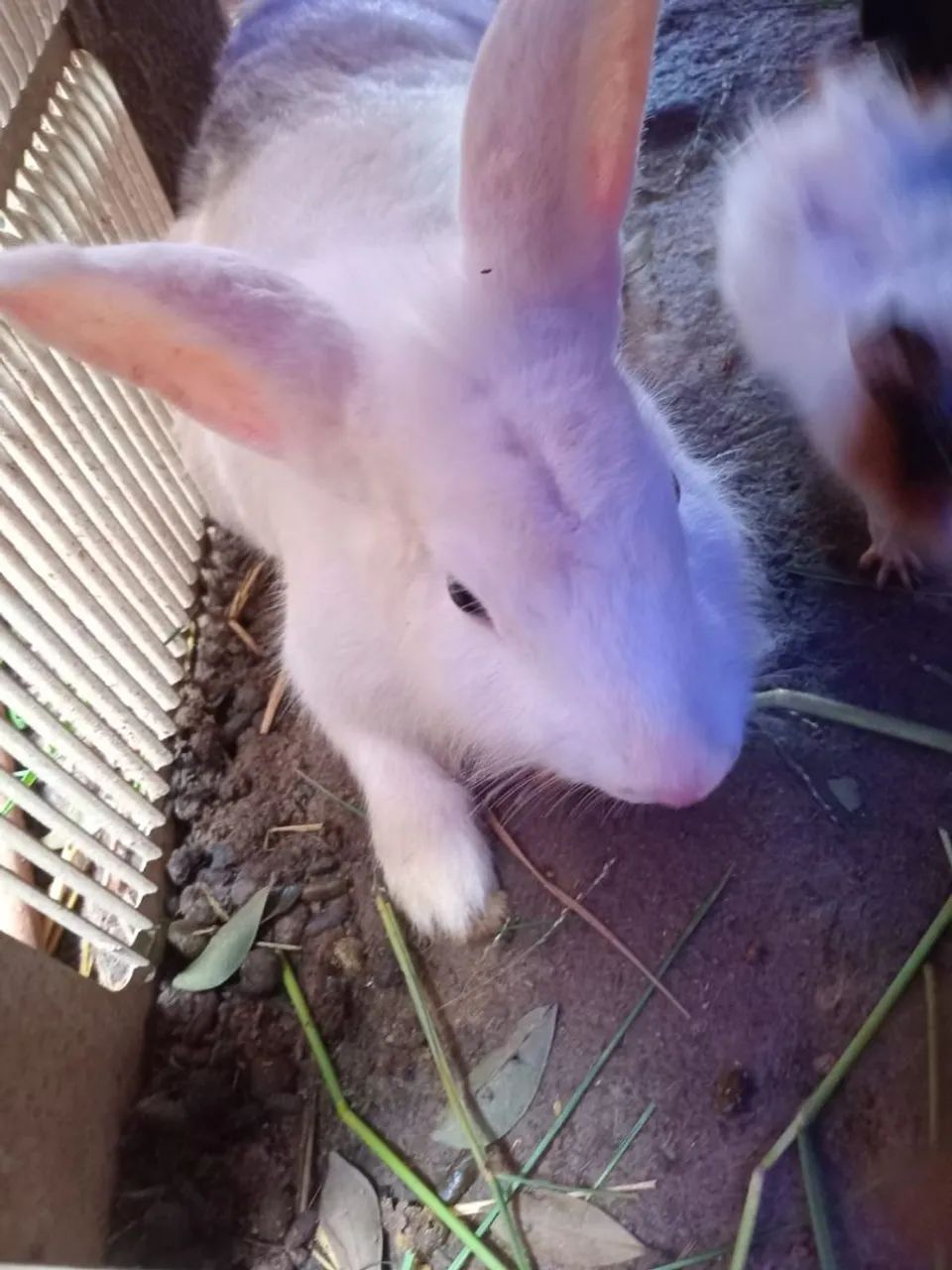 Venda de Coelhinho fofinho 