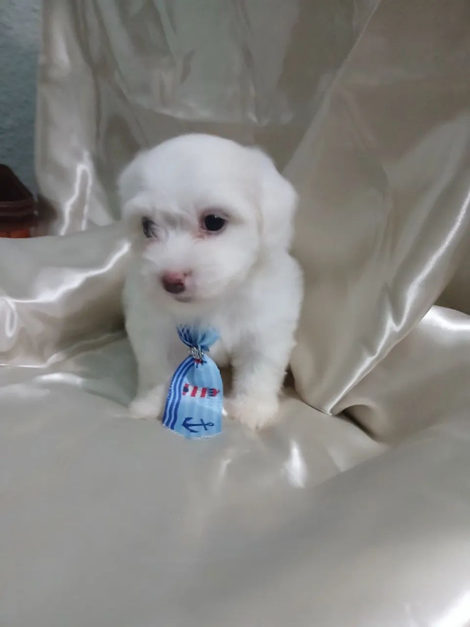 Filhotes de Maltês macho e fêmea - Lindíssimos!