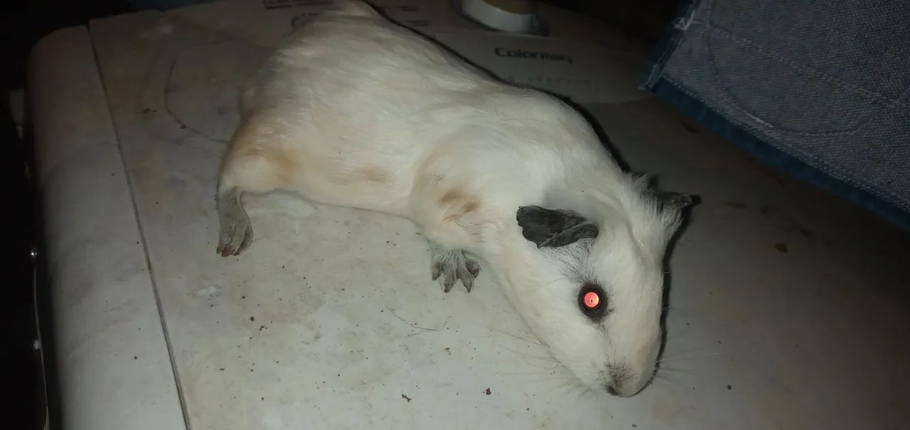 Porquinho da índia  - Foto 5