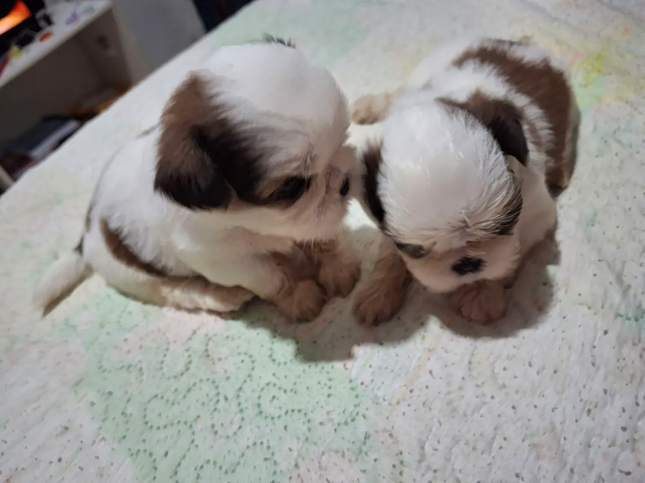 Dois filhotes ShiTzu a venda
