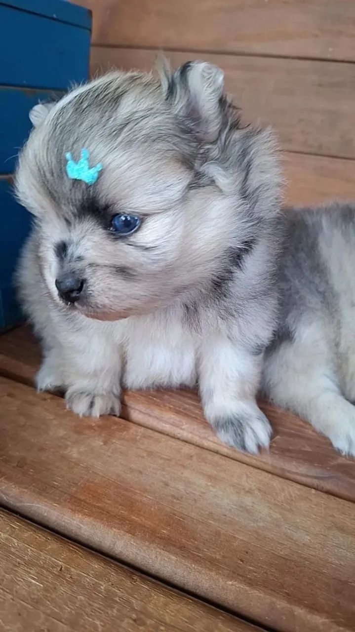 Lulu da Pomerânia Cachorros Centro, São Paulo 1449409683 OLX