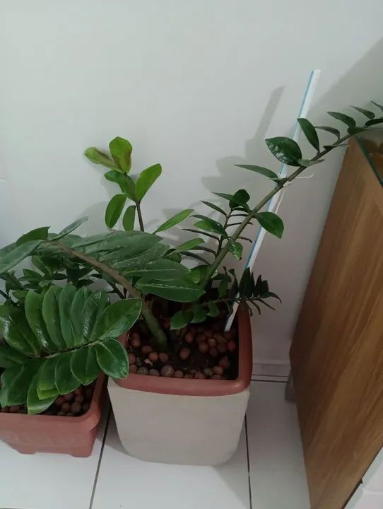 Vendo dois vasos de Zamiocucas - Foto 2