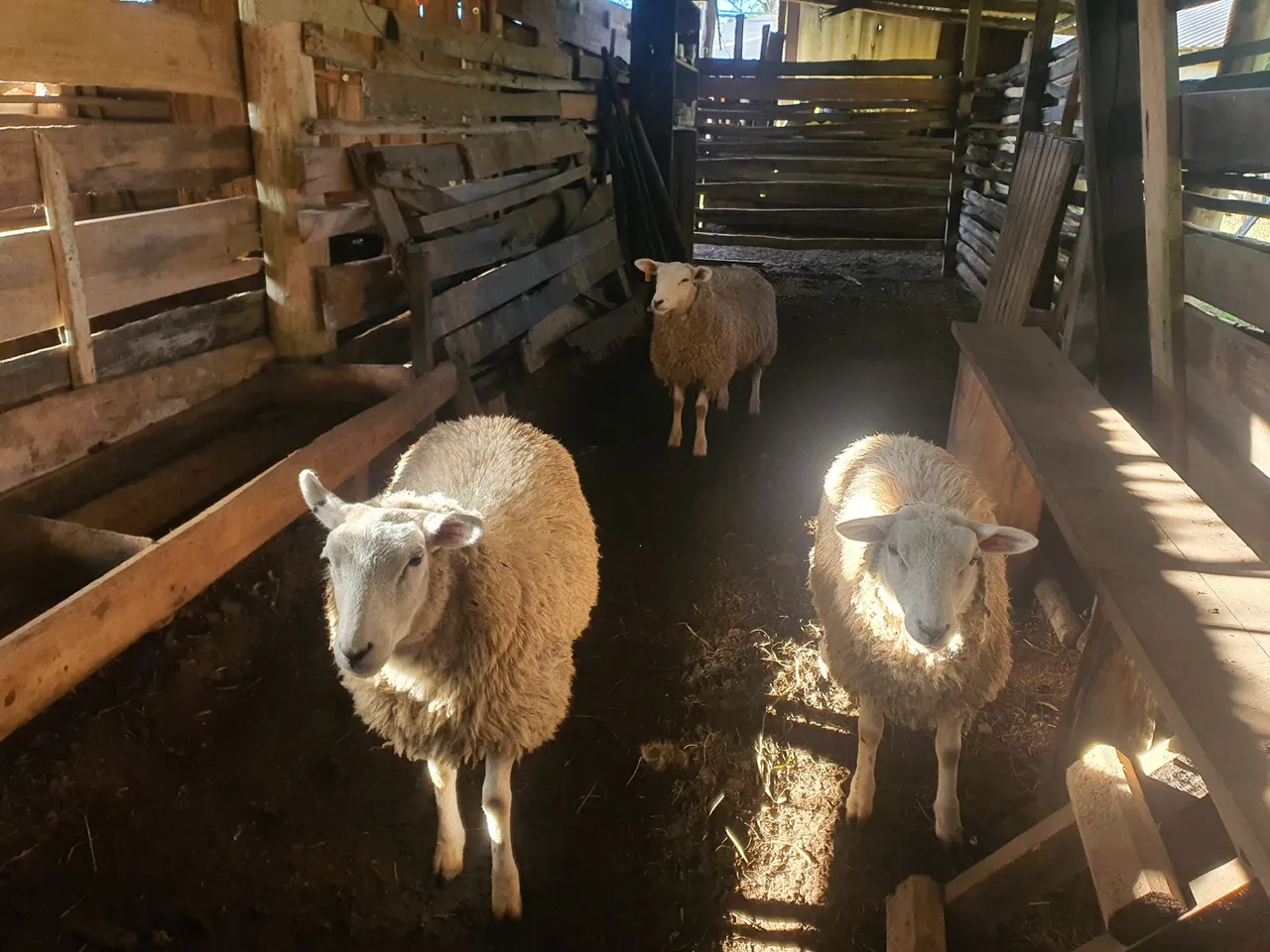 Vendo ovelhas e borregos texel