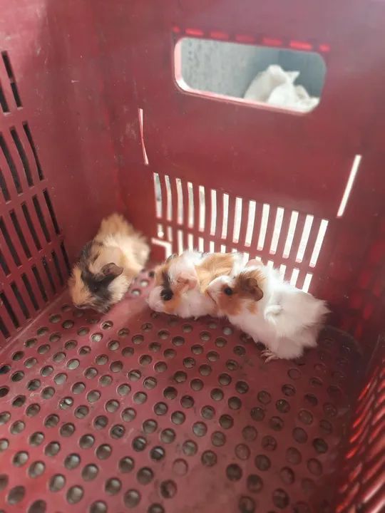 Lindos filhotes de porquinho da índia 