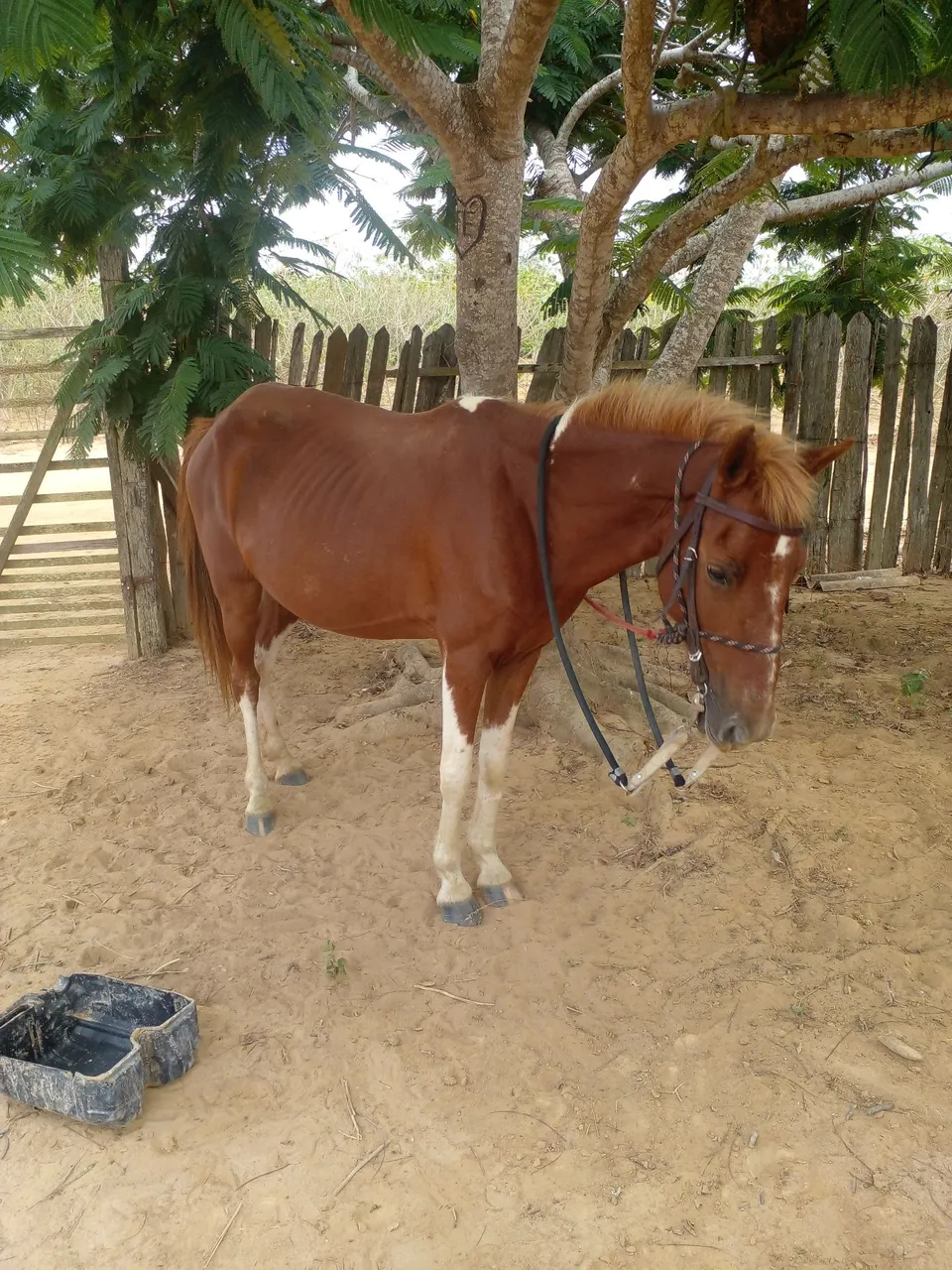 ÉGUA PIQUIRA PURA HOMOZIGOTA E GENUINA DE MACHA PICADA