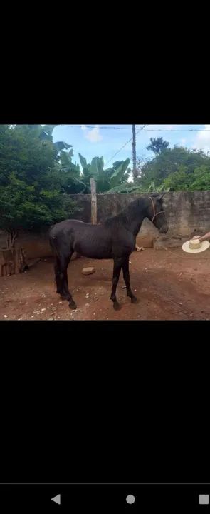 Potro Mangalarga Marchador