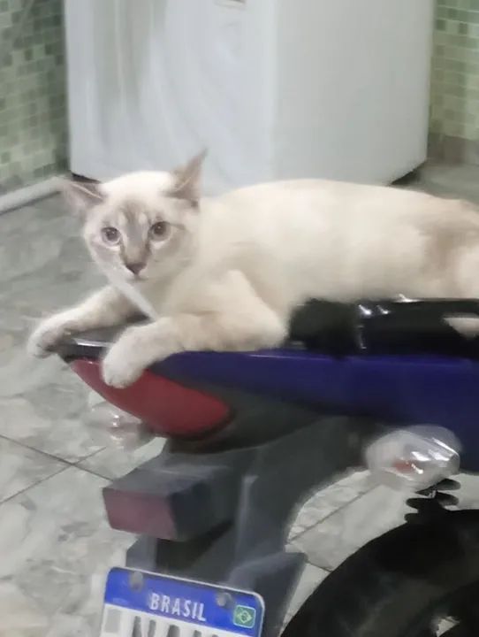 Gatinha fêmea para adoção 