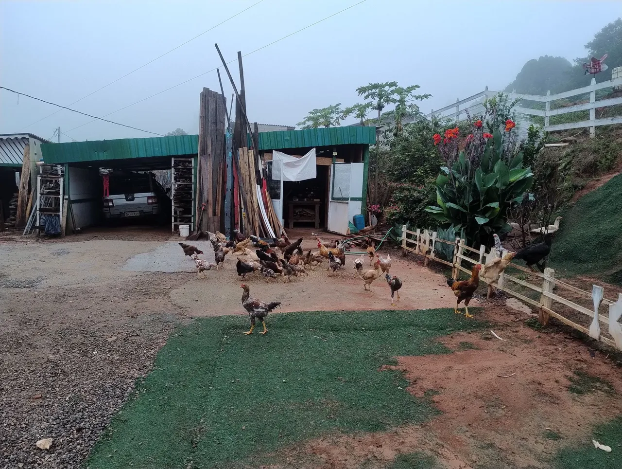 Galinhas caipiras para venda