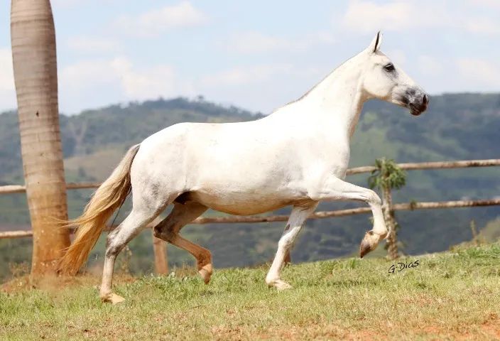 Éguas Mangalarga Marchador, puro sangue, registradas, domadas, várias pelagens e idades. - Foto 6