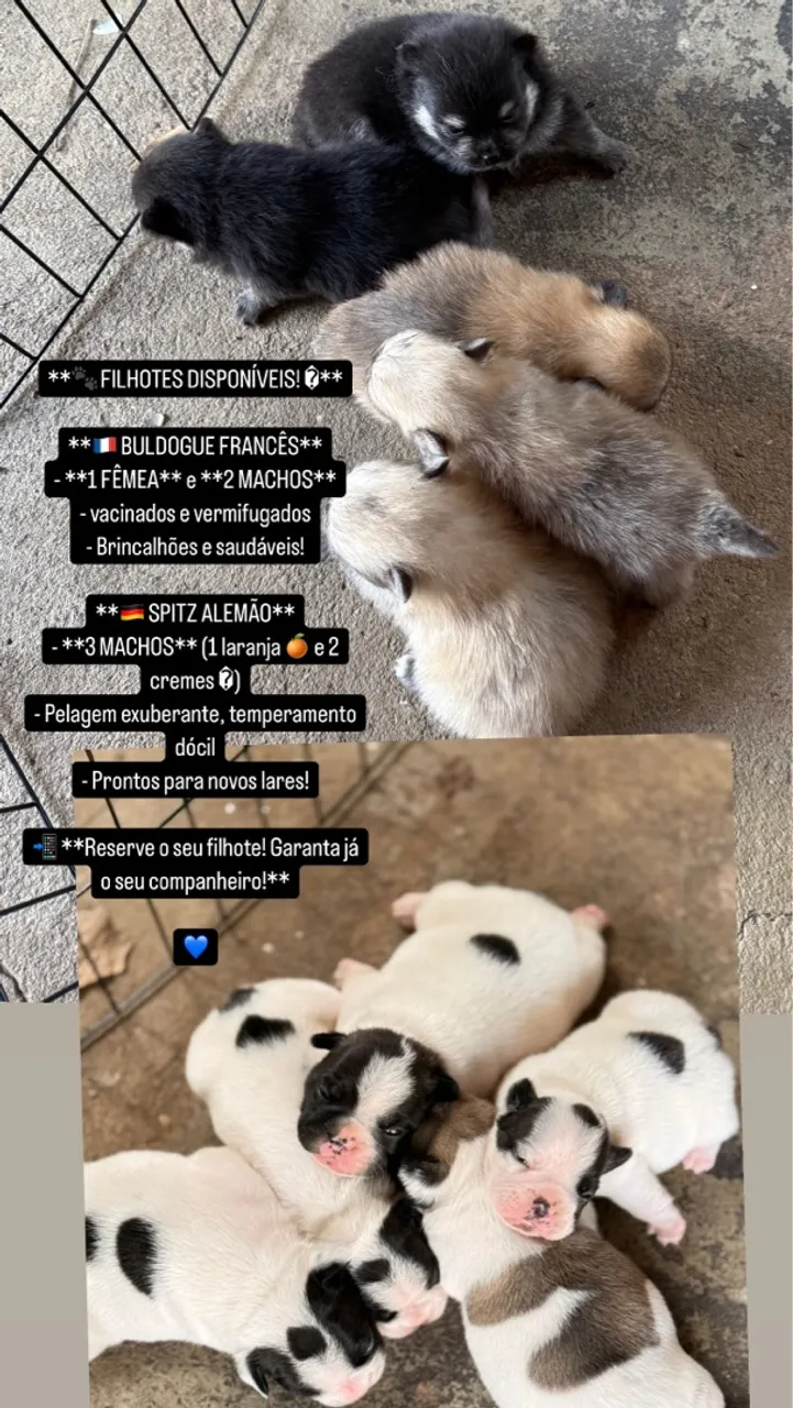 Filhotes de Bulldog Francês e Spitz Alemão
