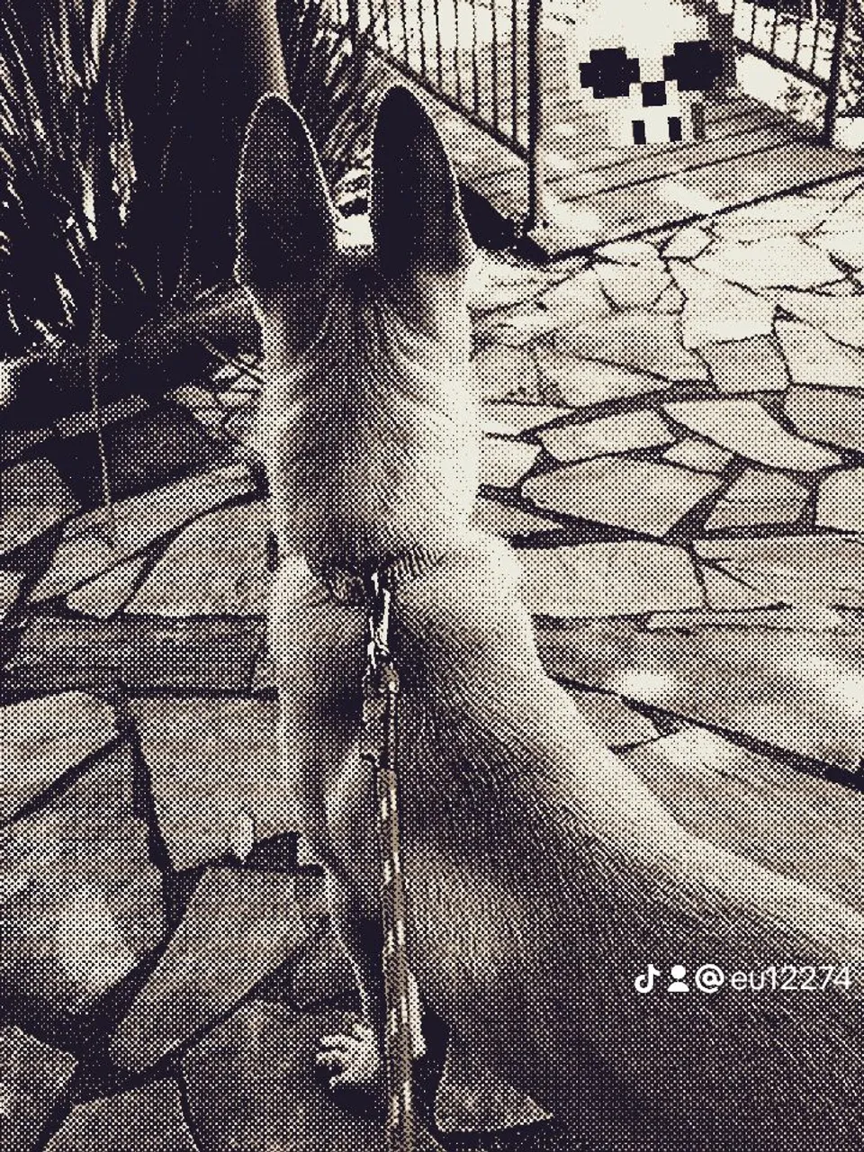 Pastor belga malinois