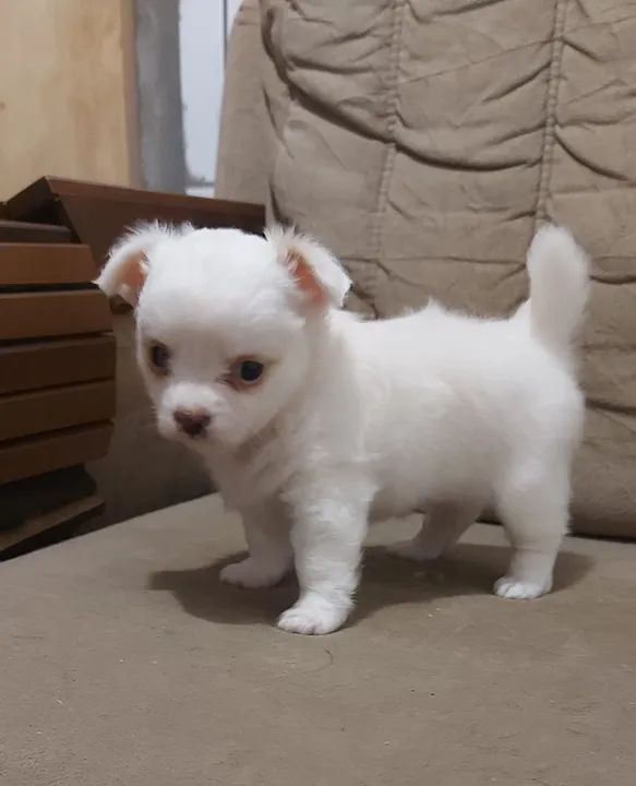 Filhotes de Chihuahua Pelo Longo - Foto 2