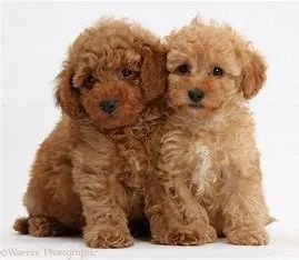 poodle macho e femea caramelos