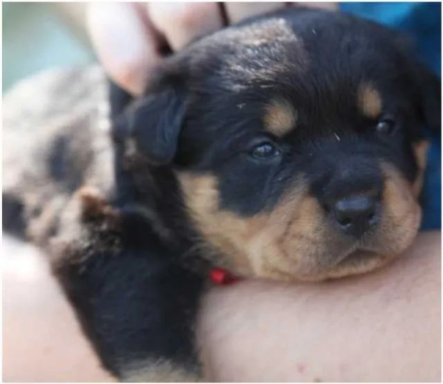 Rottweiler Padrão CBKC - Foto 2