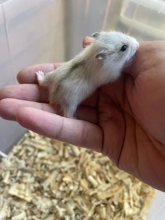 Hamster anão russo e sírio  - Foto 4