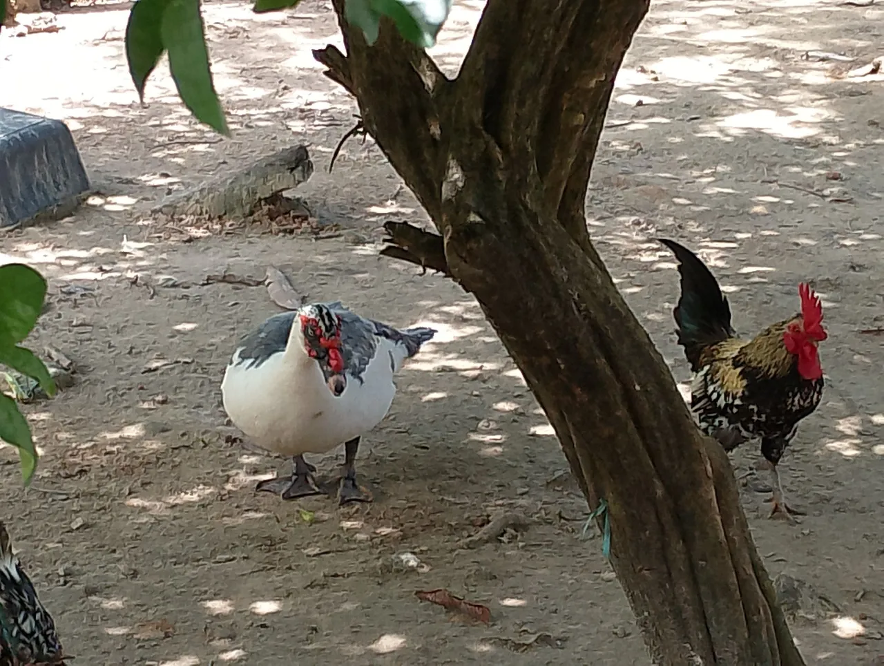 pato pra vender rápido todos