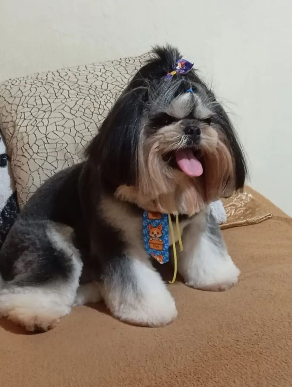 Shih Tzu adorávela procurou uma fêmea cruza com ele  - Foto 2