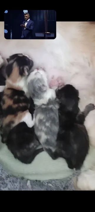 Persa lindos - Foto 2