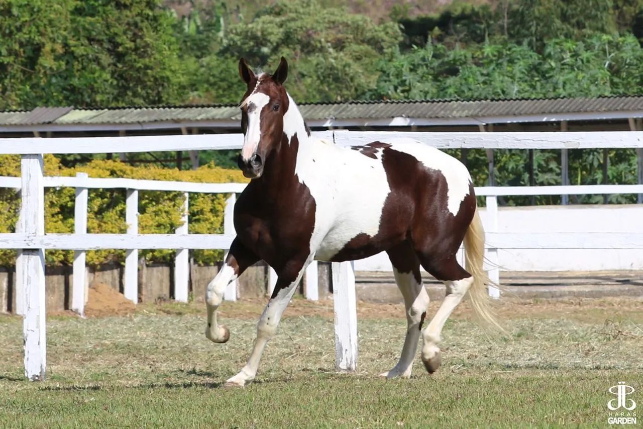Égua MangaLarga  - Foto 2