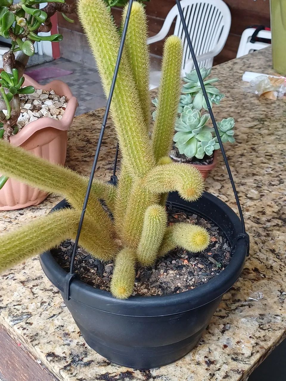 CACTOS RABO DE GATO - Foto 2