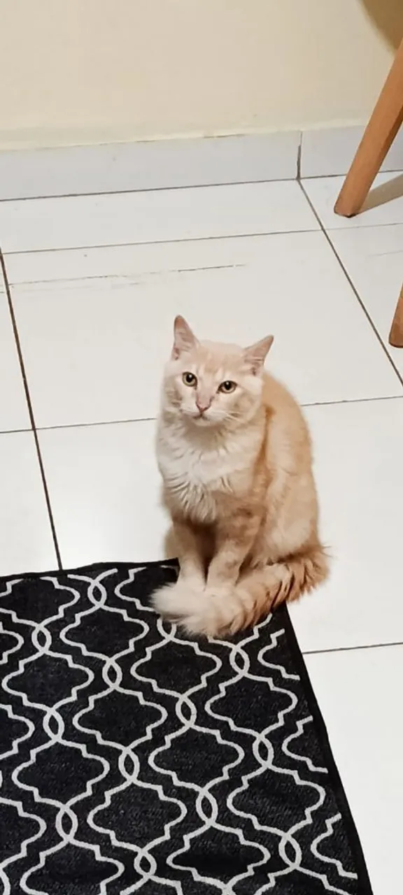 DOAÇÃO DESSE GATINHO!