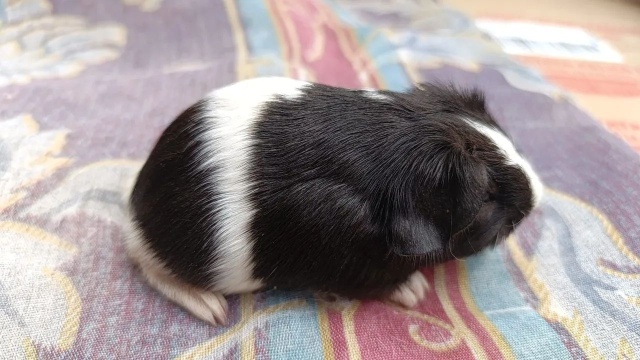 Porquinhos da Índia  - Foto 4