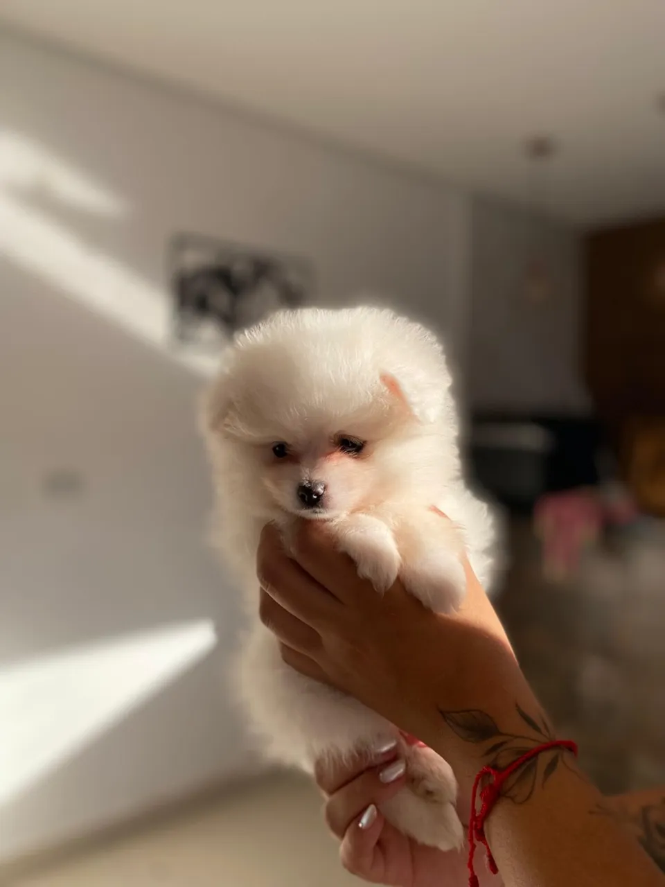 Vendo filhotes de lulu da pomerania/ spitz alemao