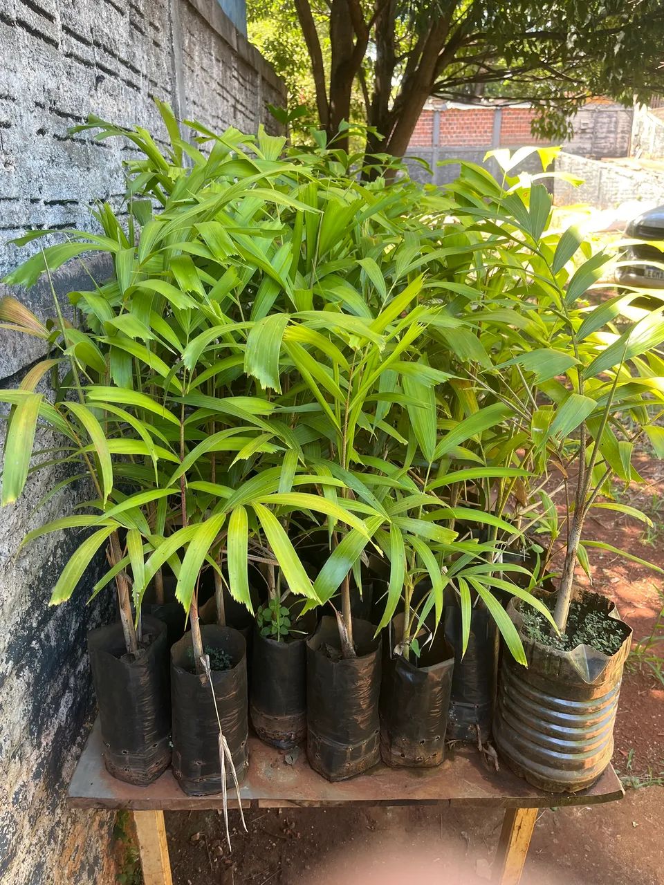 Mudas de palmeira rabo de raposa - Foto 2