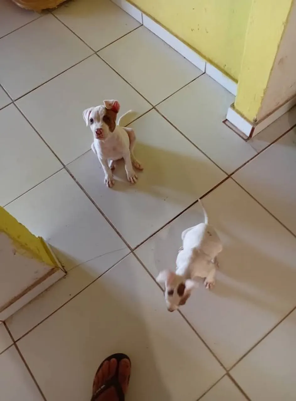 Dois filhotes de Pitbull