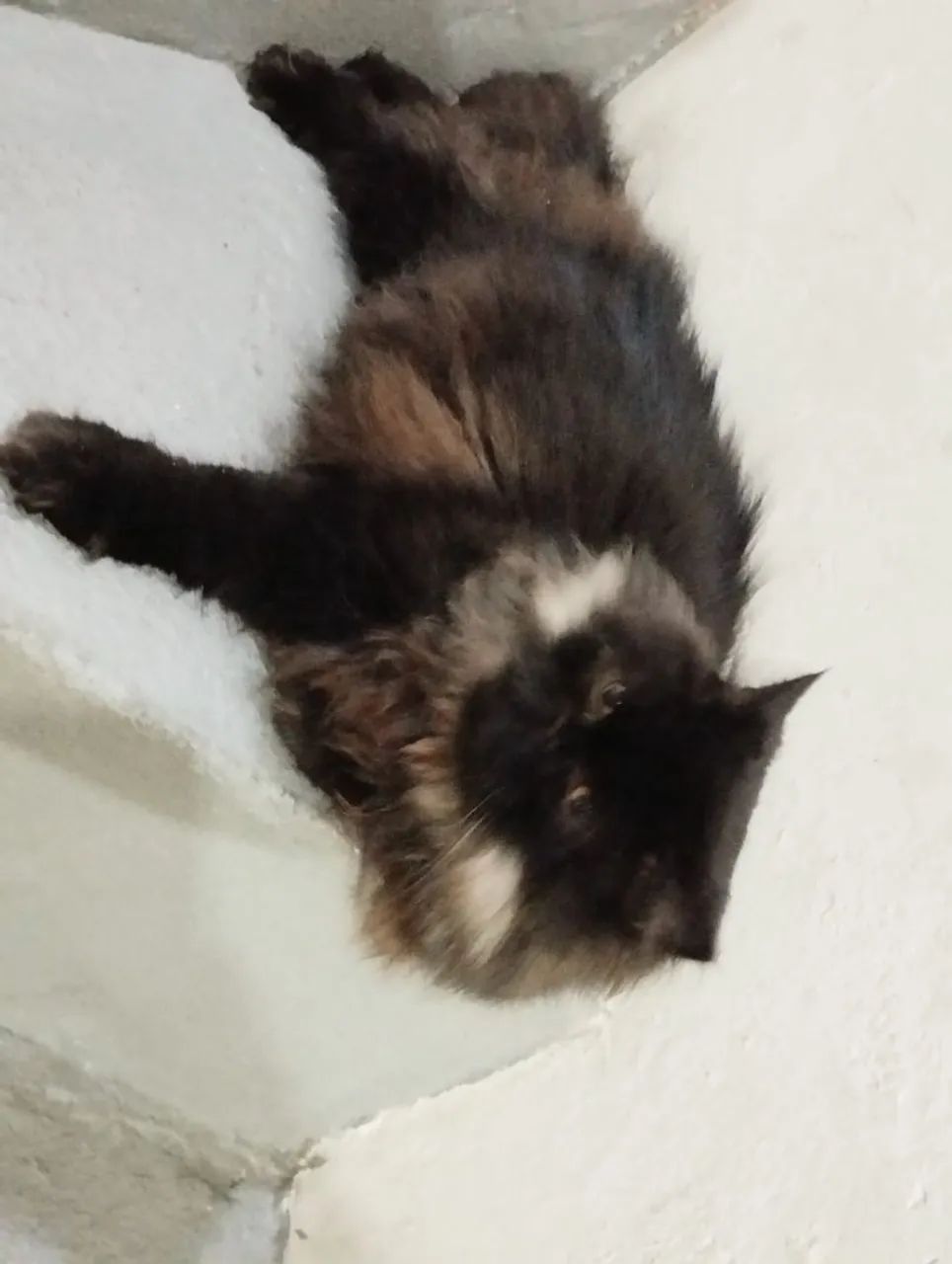 Gatinho Persa Preto Peludo - Foto 3