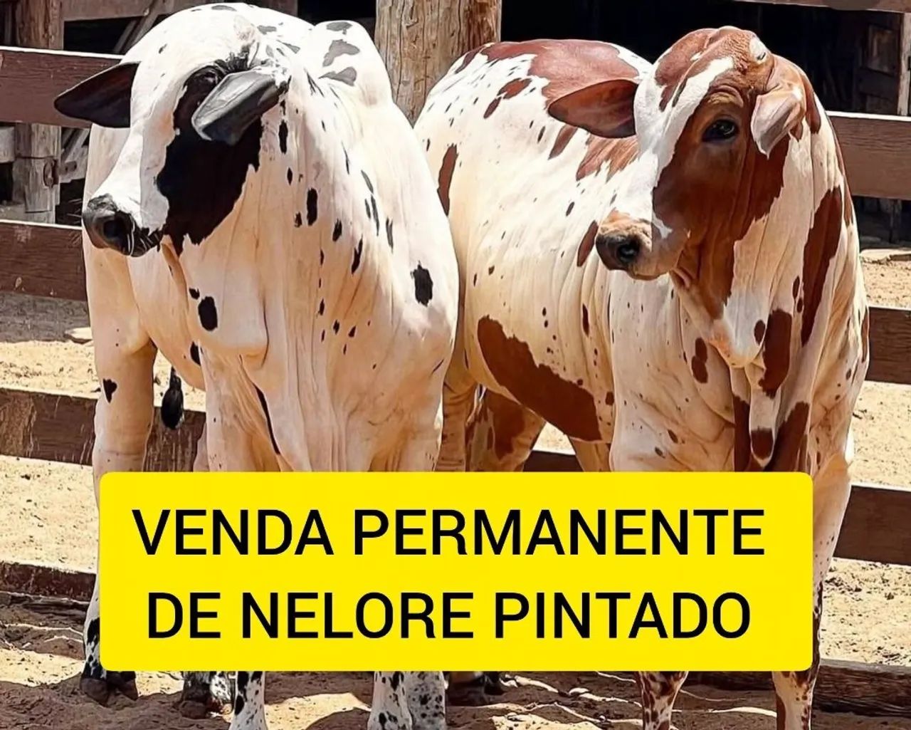 Nelore pintado