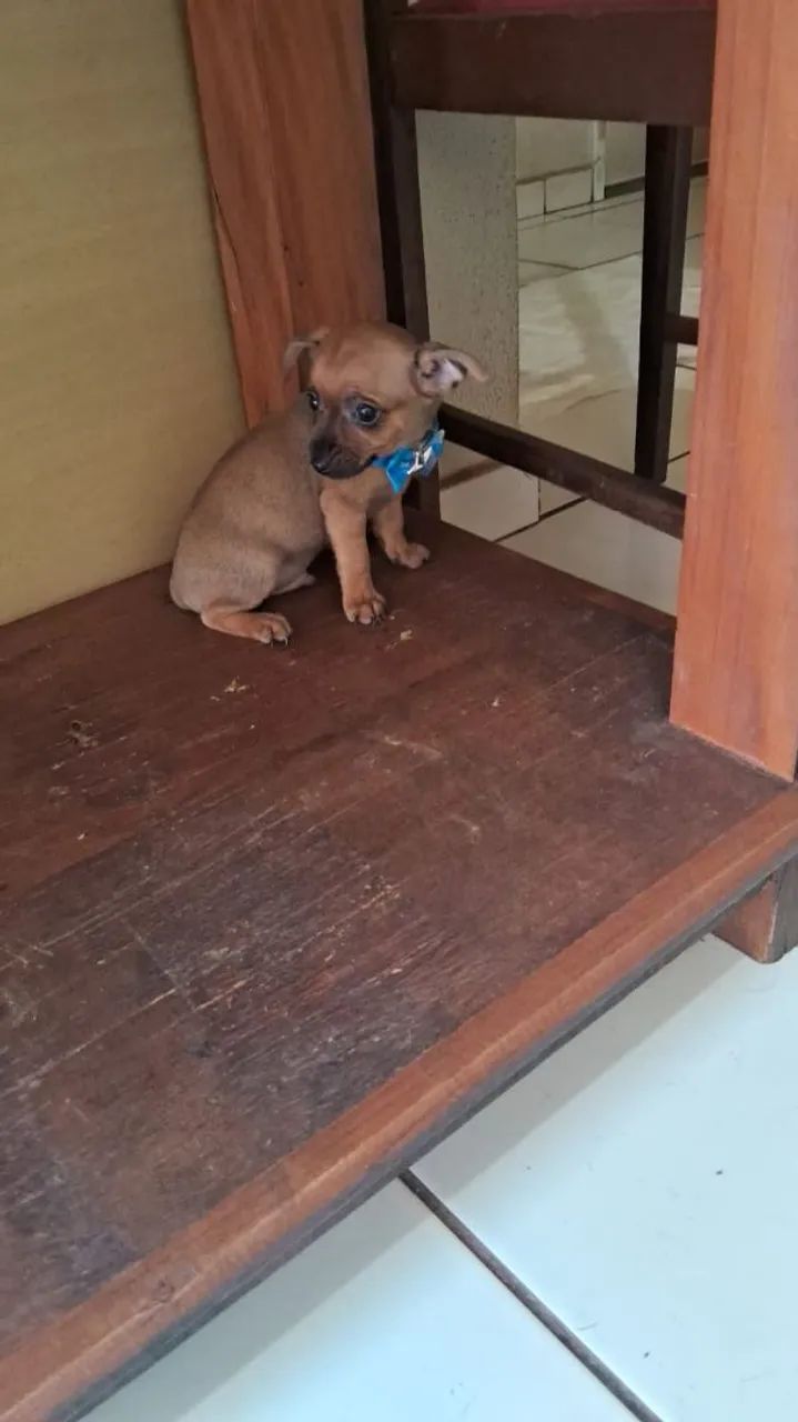 Filhote de Pinscher - Foto 3