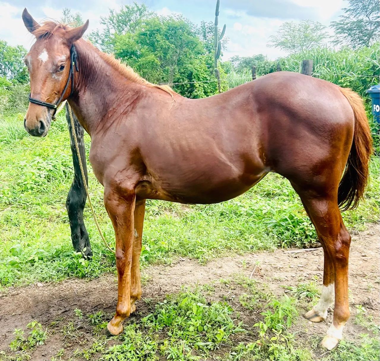 Potra quarto de milha - Foto 4