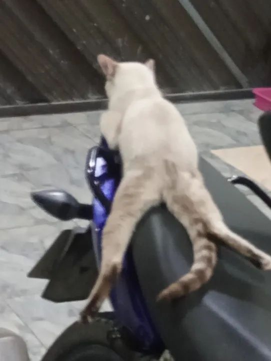 Gatinha fêmea para adoção  - Foto 3