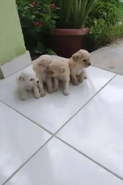 Filhotes de Poodle zap (85)99990.2592