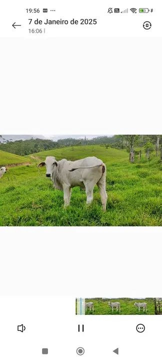 Vendo 5 novilhas Brahman 