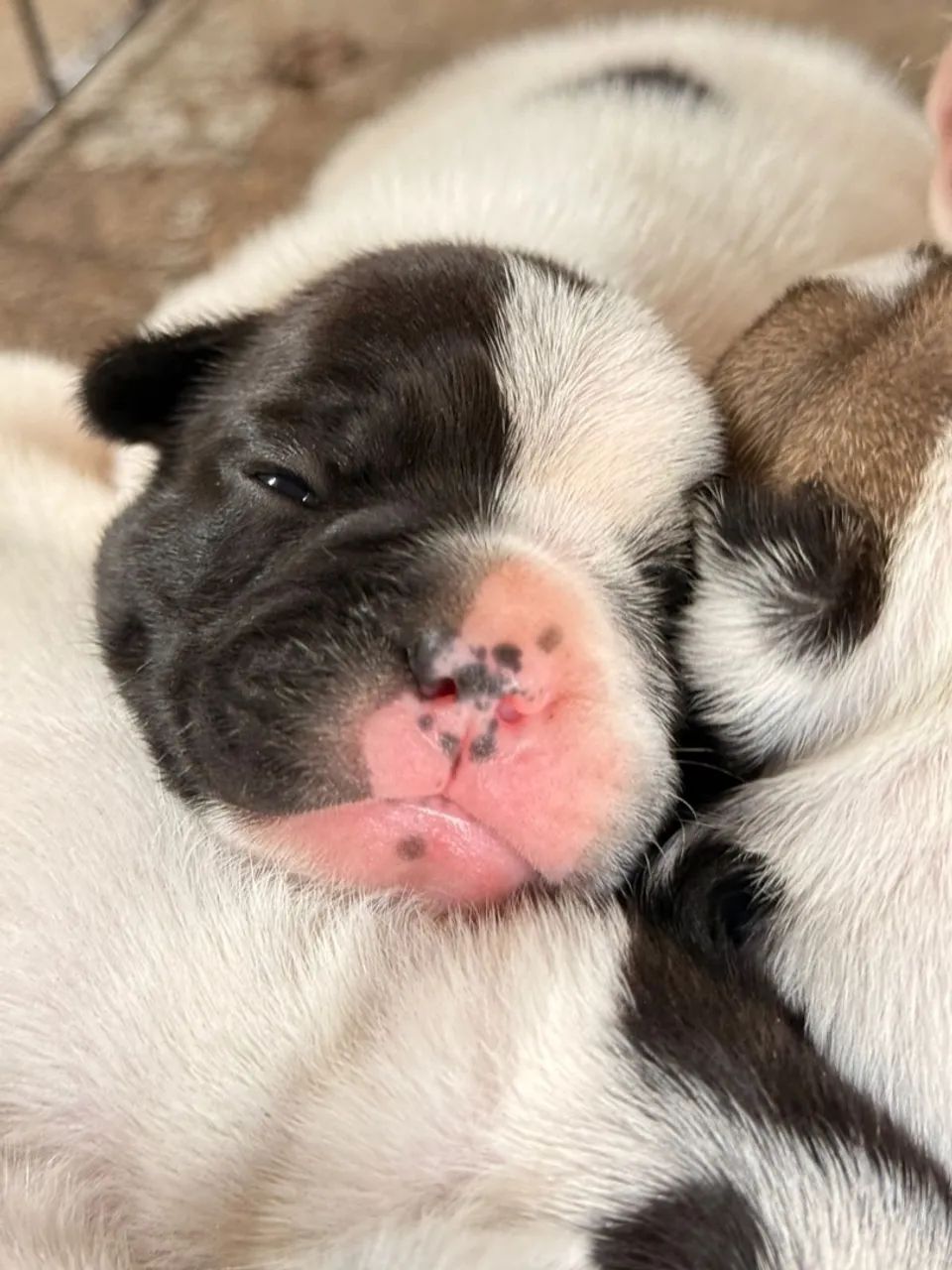 Filhotes de Bulldog Francês e Spitz Alemão - Foto 4
