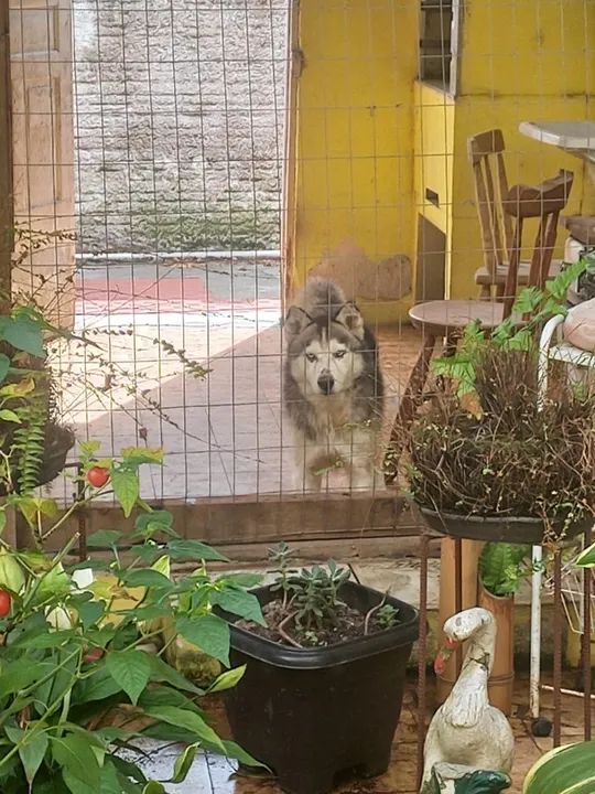 Husky Siberiano Adulto - Foto 3