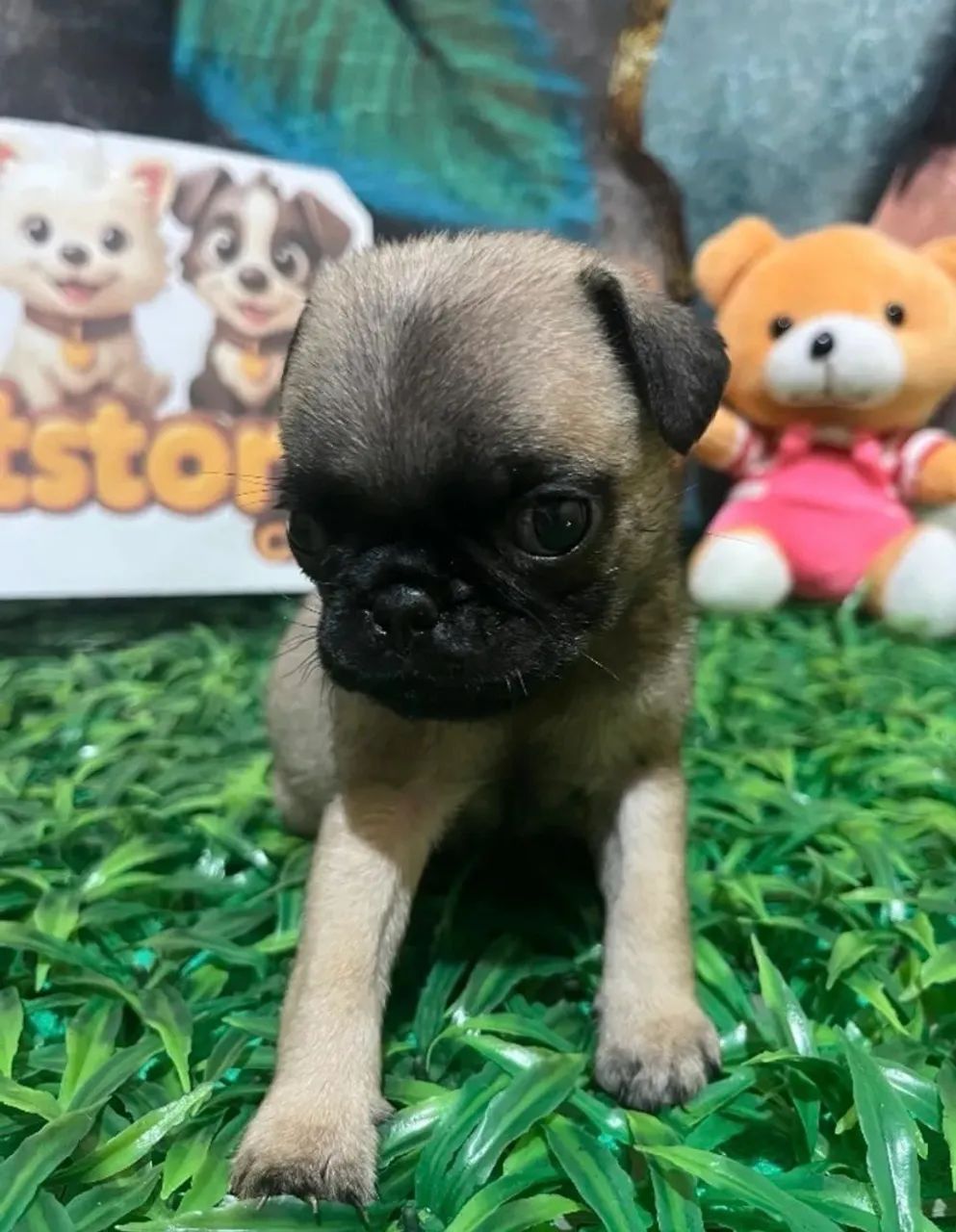 Último machinho de Pug  - Foto 2