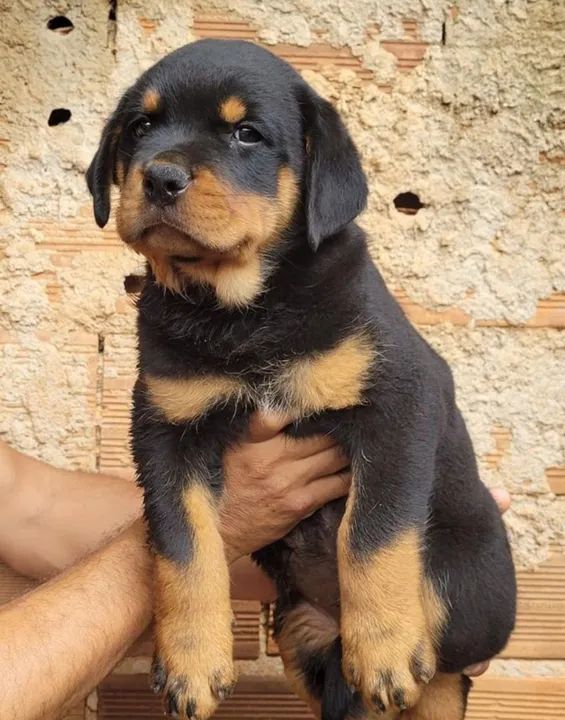 Vendo Filhotes Rottweiler  - Foto 3