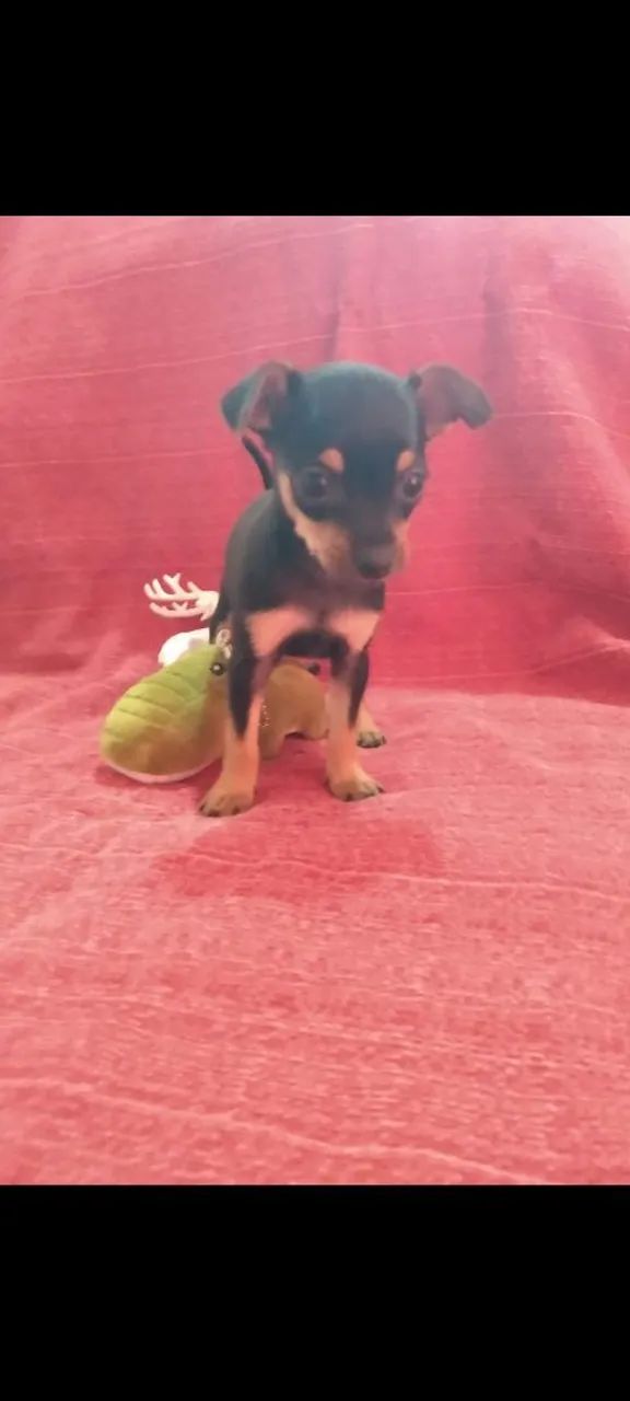 Filhote de Pinscher - Foto 3