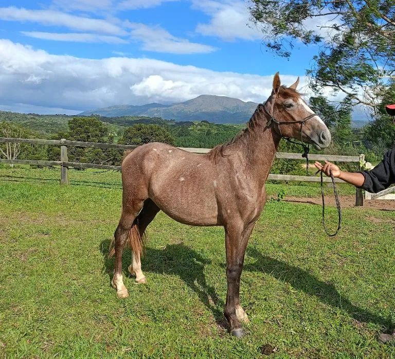 Cavalo Potro Castrado Mangalarga Marchador - Foto 6