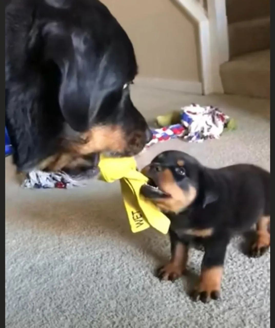 Rottweiler fortes 