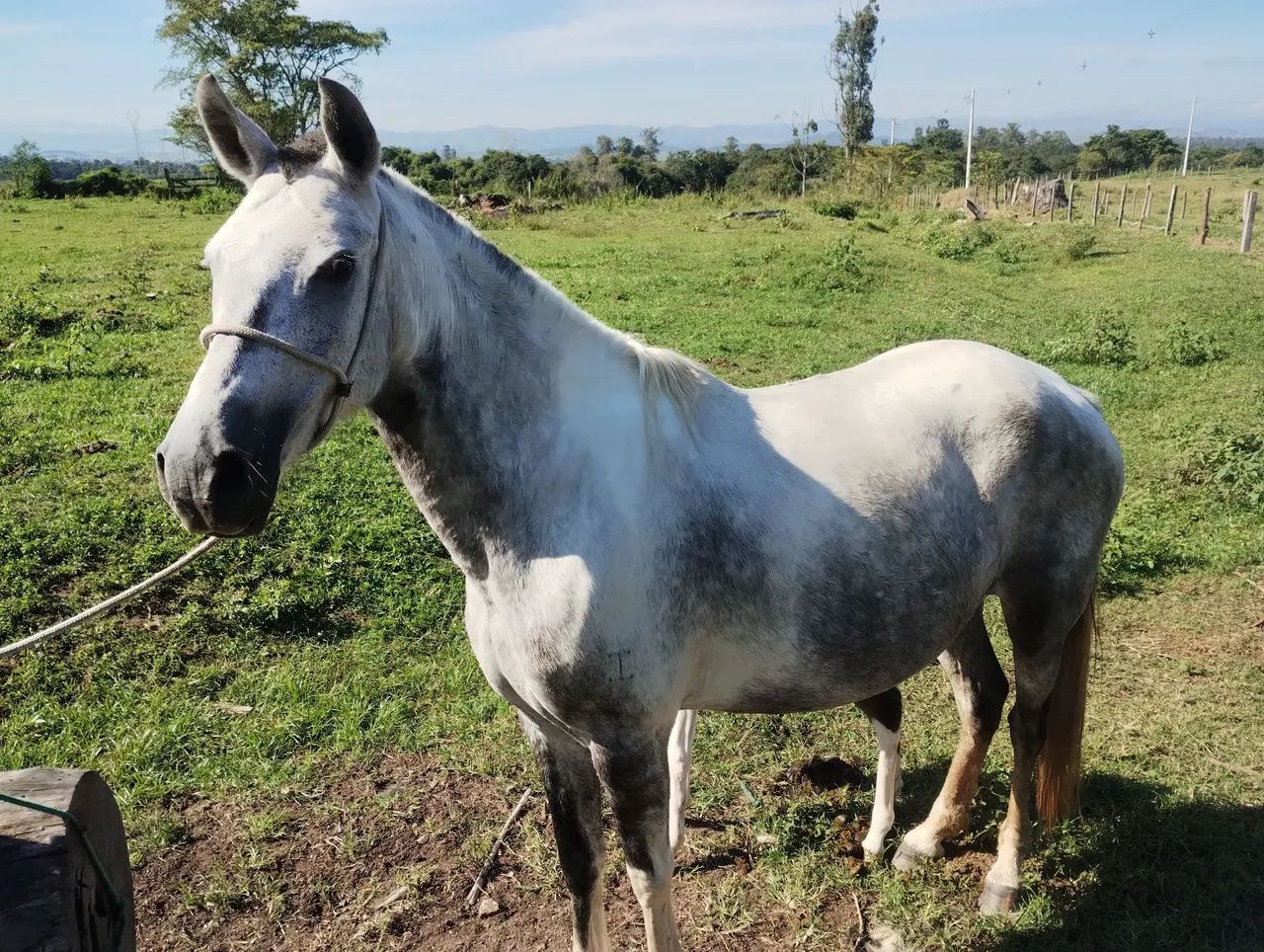 Égua pampa de tordilha registrada no definitivo marcha batida 
