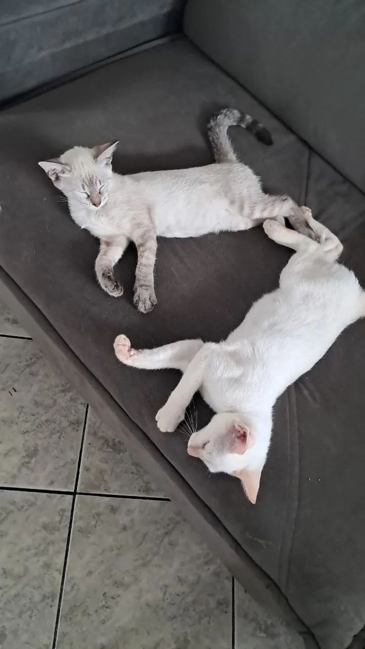 Gatos para doação (branco é macho e a outra é femea) - Foto 2