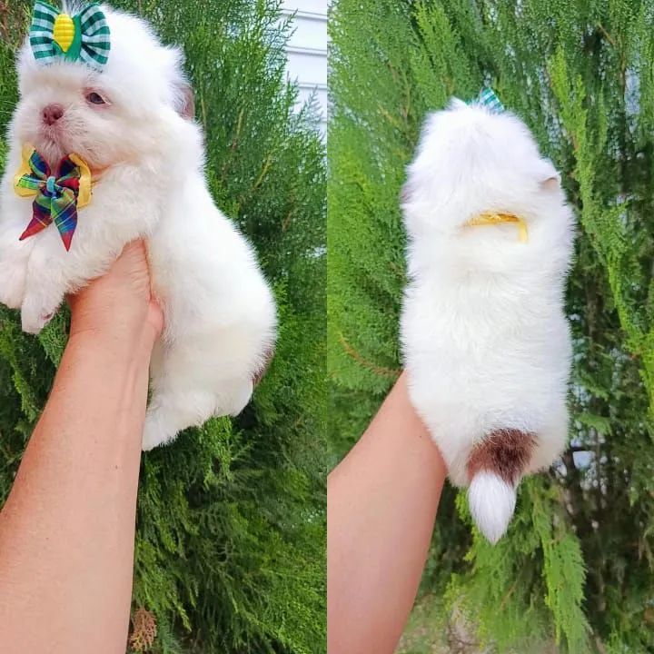 Filhote Shih Tzu - Disponível  - Foto 3